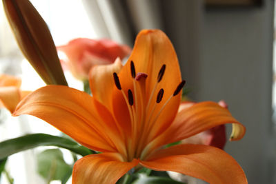 Close-up of orange day lily blooming outdoors