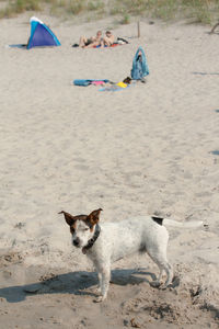 Dog sitting on sand