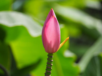 Close-up of pink tulip blooming outdoors