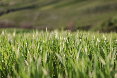 Close-up of wheat field