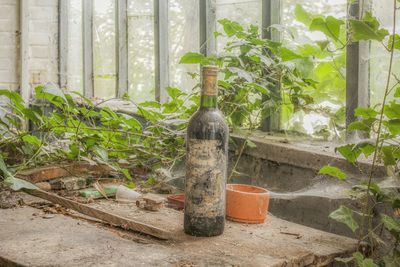 Potted plants in yard