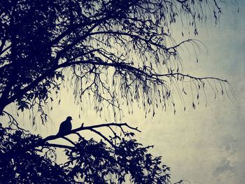 Low angle view of birds perching on bare tree