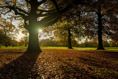 Trees growing on field against sky during autumn