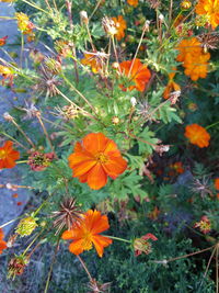 High angle view of orange flowering plants on field