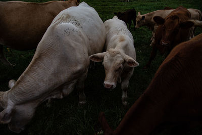 Cow in a field