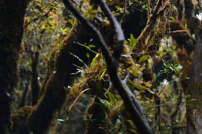 Close-up of moss on tree trunk