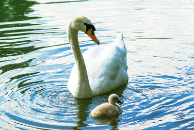 Swan swimming in lake