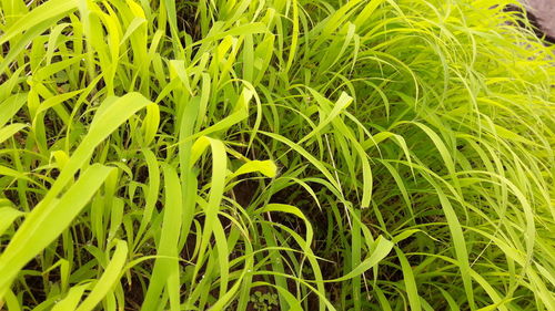 Full frame shot of plants