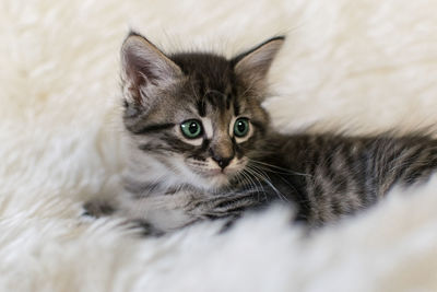 Close-up portrait of a cat