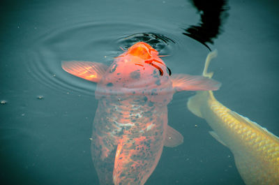 Close-up of fish swimming in sea