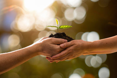 Close-up of hand holding small plant