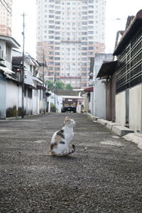 View of a cat on street against buildings