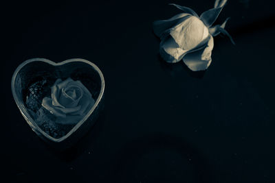 Close-up of rose against black background