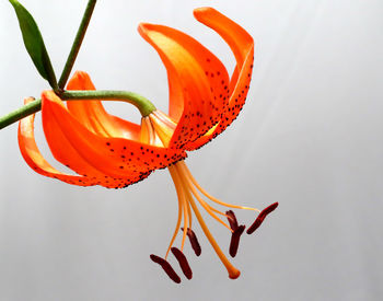 Close-up of orange day lily