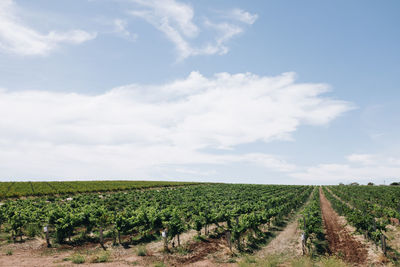 Scenic view of agricultural field against sky