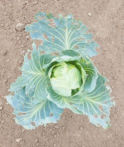 High angle view of fresh green leaf on land