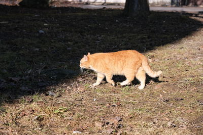 Cat standing in a field