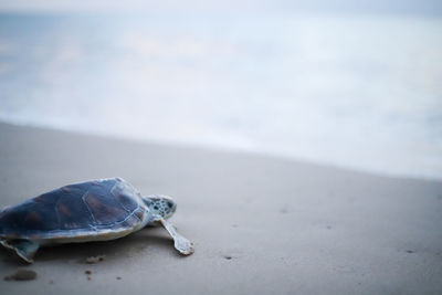 Close-up of turtle on beach