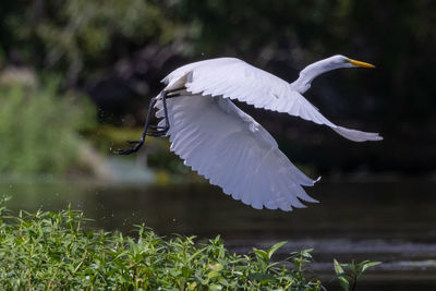 View of a bird flying