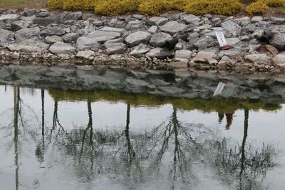 Reflection of tree in lake