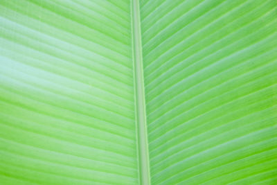 Full frame shot of banana leaf