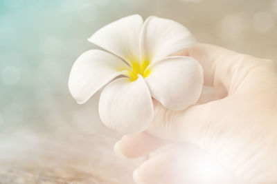 Close-up of hand holding flower