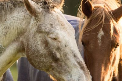 Close-up of a horse