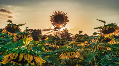 Close-up of wilted sunflower against sky during sunset