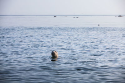 Baltic grey seal swimming in water