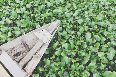 Cropped image of wooden boat in lake covered with plants