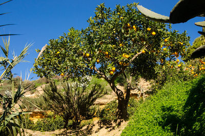 Low angle view of flower trees against clear sky