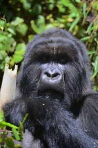 Close-up portrait of a monkey