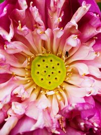 Full frame shot of pink flowers