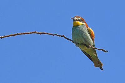 Low angle view of bird perching on branch against clear blue sky