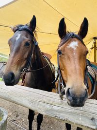 Horses ready for a trail ride 