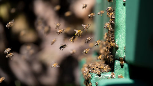 Close-up of bees on metal