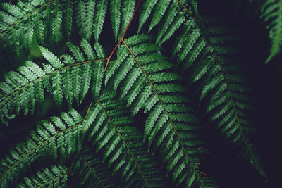 High angle view of fern leaves