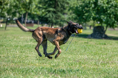 Dog running on field