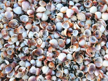 Full frame shot of seashells