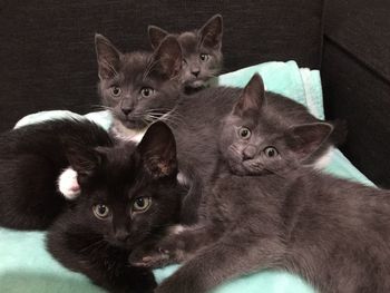 Close-up portrait of kitten sitting