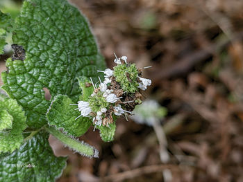 Close-up of white flowering plant