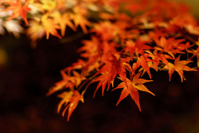 Close-up of autumn leaves