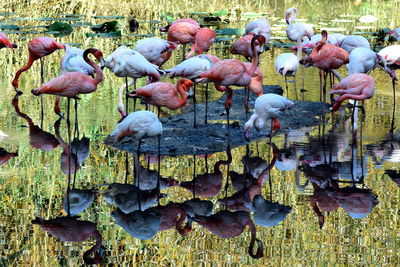 View of birds in lake