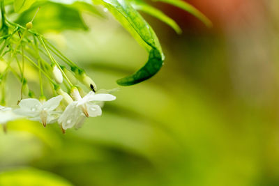 Close-up of white flowering plant