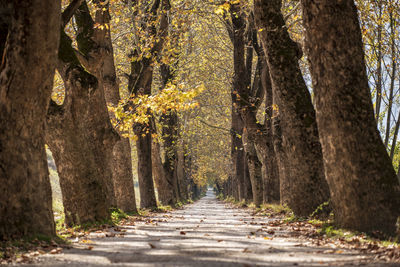 Dirt road amidst trees in forest