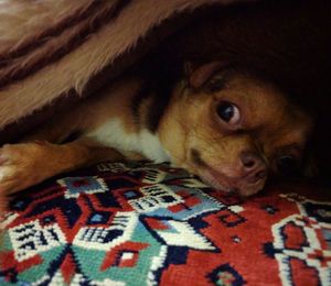 Close-up portrait of dog lying on bed