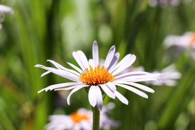 Close-up of white flower blooming outdoors