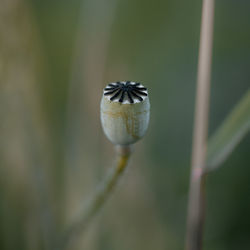 Close-up of a flower