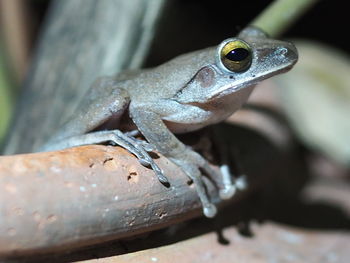 Close-up of frog