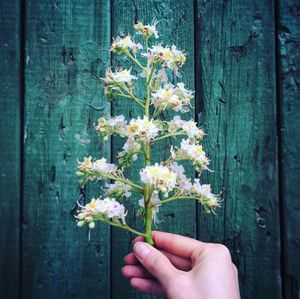 Close-up of woman hand holding flowers against wooden wall